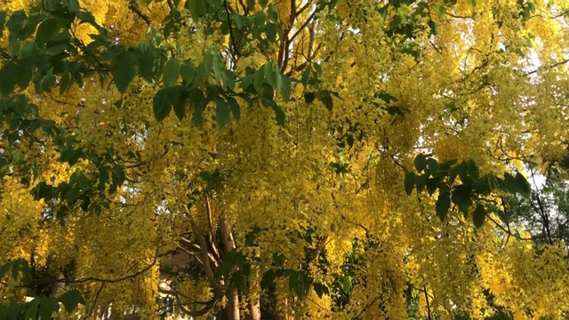 金雨树在夏天盛开视频素材