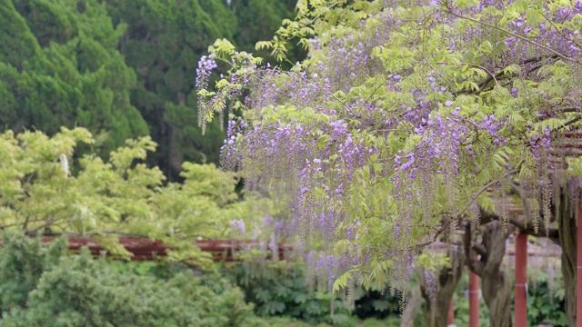 紫藤(wisteria sinensis)是紫藤属的木质、落叶、多年生攀缘藤本植物。视频素材