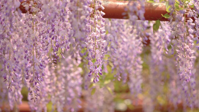 紫藤(wisteria sinensis)是紫藤属的木质、落叶、多年生攀缘藤本植物。视频素材