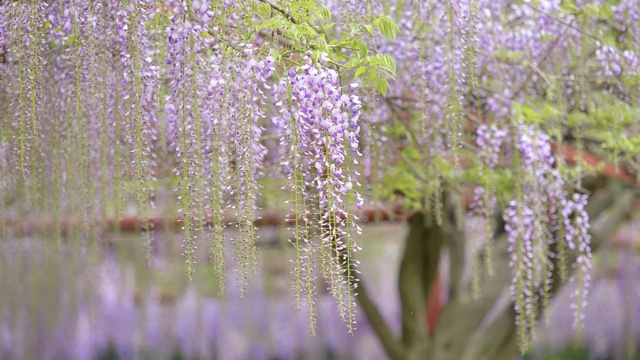 紫藤(wisteria sinensis)是紫藤属的木质、落叶、多年生攀缘藤本植物。视频素材