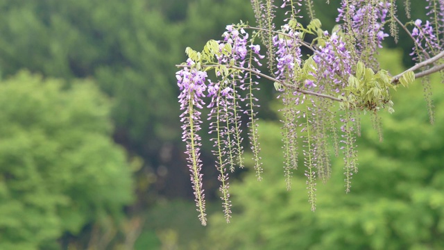 紫藤(wisteria sinensis)是紫藤属的木质、落叶、多年生攀缘藤本植物。视频素材