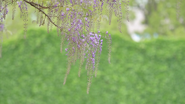 紫藤(wisteria sinensis)是紫藤属的木质、落叶、多年生攀缘藤本植物。视频素材