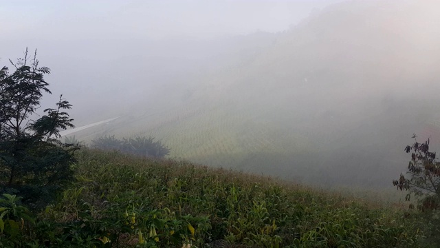 云雾和山地景观，蒙贾姆山，清迈，泰国视频素材