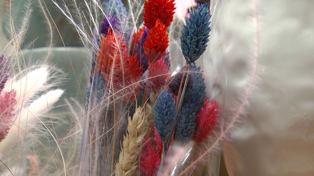一束干燥的彩色花。花组成。一束红蓝相间的干花。视频素材画面1