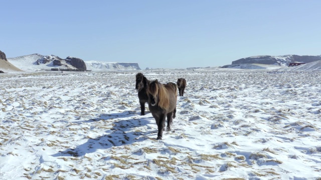 野生冰岛马在冰雪条件与美丽的冰岛风景视频素材