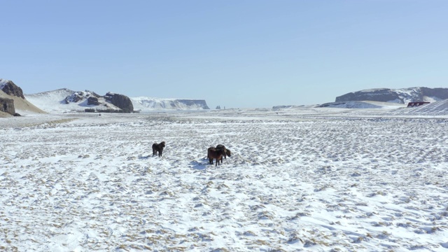 野生冰岛马在冰雪条件与美丽的冰岛风景视频素材