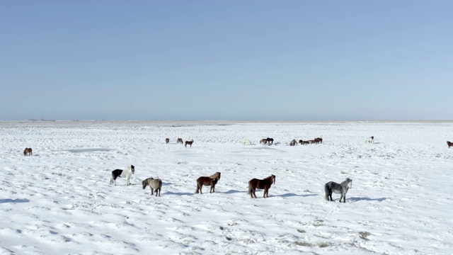 一群冰岛野马在大雪条件下的飞行视频素材