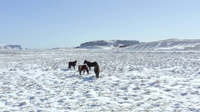 野生冰岛马在冰雪条件与美丽的冰岛风景视频素材