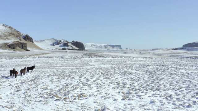 野生冰岛马在冰雪条件与美丽的冰岛风景视频素材