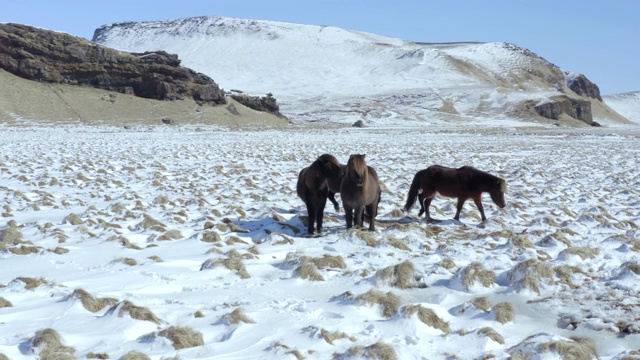 野生冰岛马在冰雪条件与美丽的冰岛风景视频素材