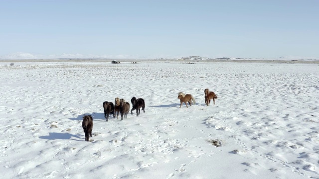 一群美丽的冰岛马在下雪的条件下视频素材