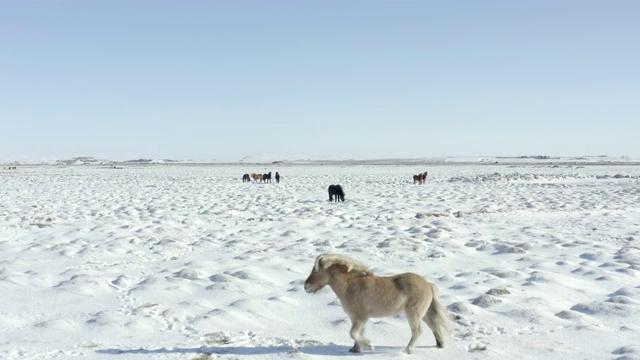 雪地里的一群美丽的冰岛马视频素材