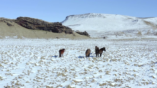 野生冰岛马在冰雪条件与美丽的冰岛风景视频素材