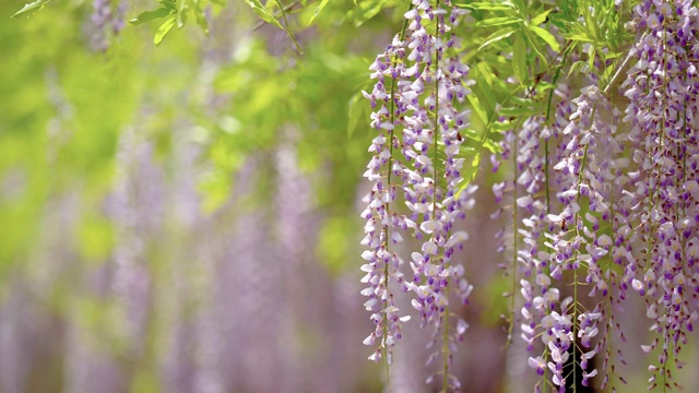 紫藤(wisteria sinensis)是紫藤属的木质、落叶、多年生攀缘藤本植物。视频素材