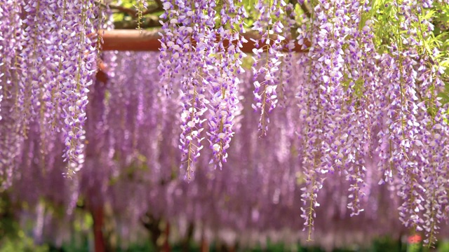 紫藤(wisteria sinensis)是紫藤属的木质、落叶、多年生攀缘藤本植物。视频素材