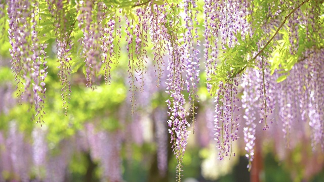 紫藤(wisteria sinensis)是紫藤属的木质、落叶、多年生攀缘藤本植物。视频素材