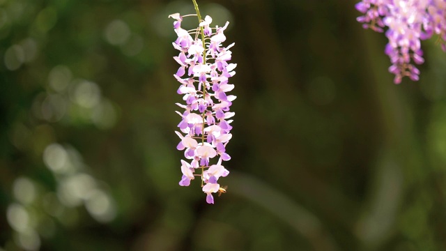 紫藤(wisteria sinensis)是紫藤属的木质、落叶、多年生攀缘藤本植物。视频素材