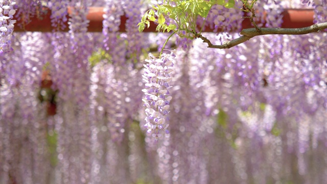 紫藤(wisteria sinensis)是紫藤属的木质、落叶、多年生攀缘藤本植物。视频素材