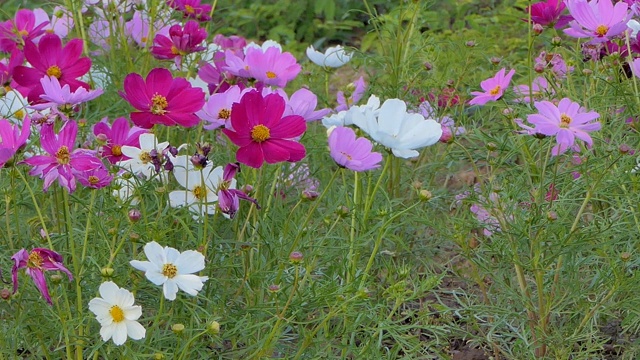 宇宙的花。视频素材