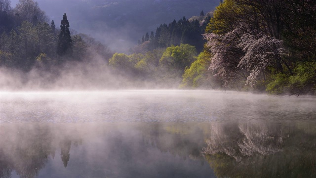 在雾中观赏色杨基池塘周围的樱花视频素材