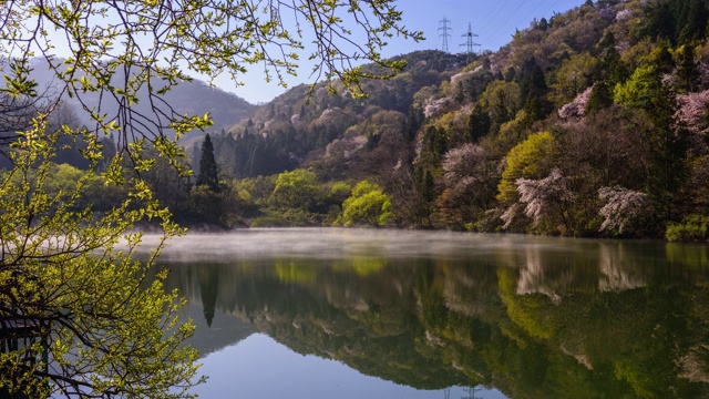 在雾中观赏色杨基池塘周围的樱花视频素材