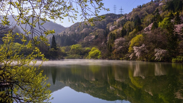 在雾中观赏色杨基池塘周围的樱花视频素材