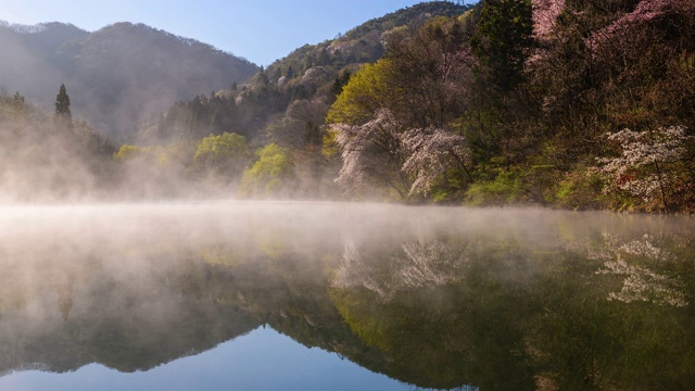 在雾中观赏色杨基池塘周围的樱花视频素材