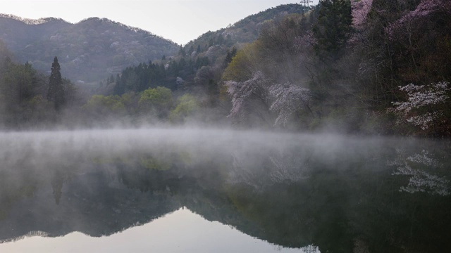 在雾中观赏色杨基池塘周围的樱花视频素材