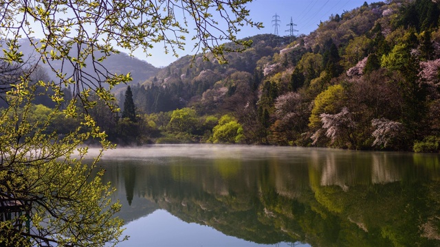 在雾中观赏色杨基池塘周围的樱花视频素材