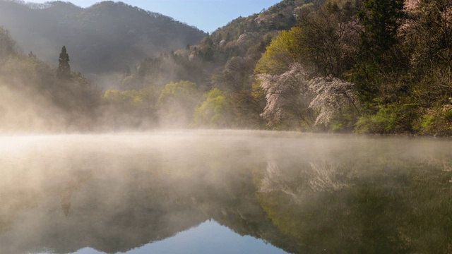 在雾中观赏色杨基池塘周围的樱花视频素材