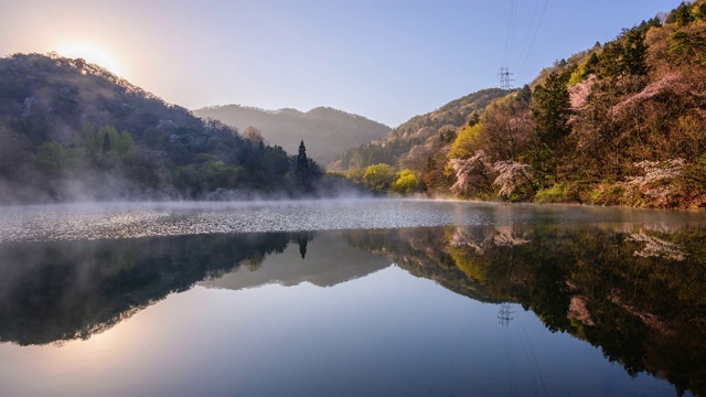 日出的景色，樱花周围的色杨基池塘在雾，华孙视频素材