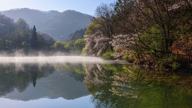 在雾中观赏色杨基池塘周围的樱花视频素材