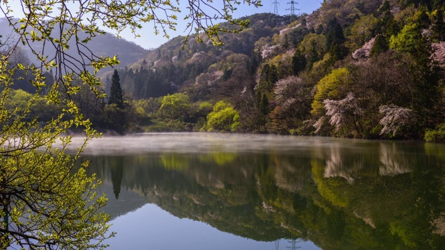 在雾中观赏色杨基池塘周围的樱花视频素材