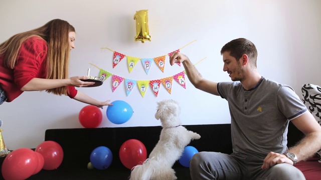 年轻夫妇庆祝宠物生日。马耳他狗的生日派对视频素材