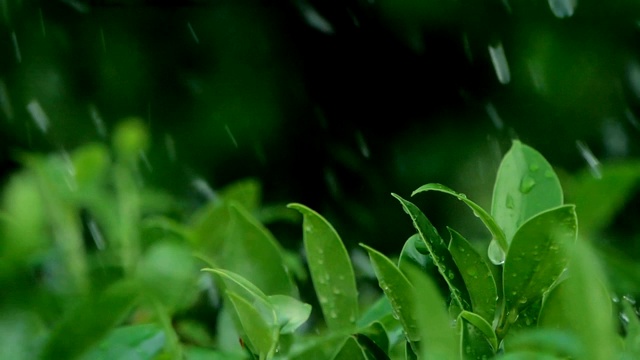 树叶灌木在大雨天树枝视频素材画面1