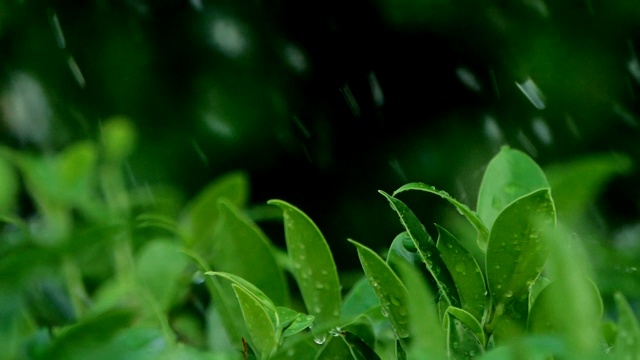 树叶灌木在大雨天树枝视频素材画面2