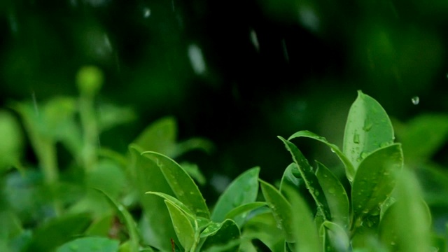树叶灌木在大雨天树枝视频素材画面3