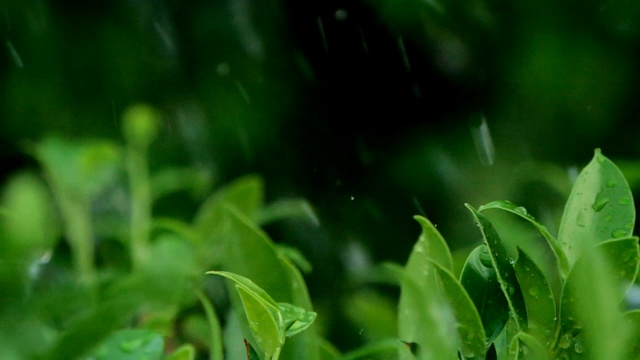 树叶灌木在大雨天树枝视频素材画面4