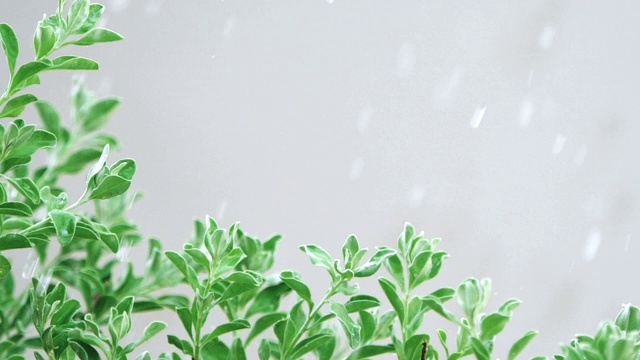 在大雨天，新鲜的叶子灌木枝视频素材画面1