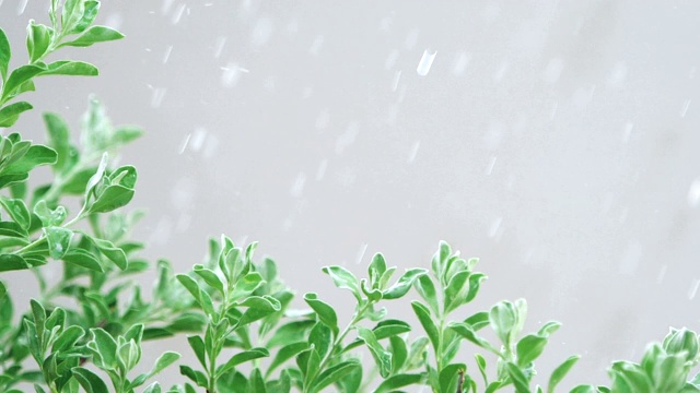 在大雨天，新鲜的叶子灌木枝视频素材画面2