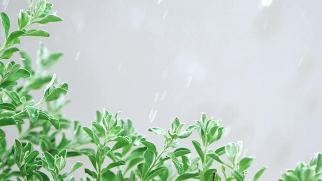 在大雨天，新鲜的叶子灌木枝视频素材画面3