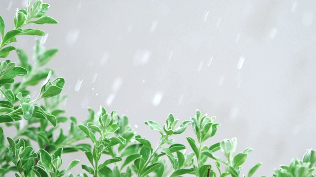 在大雨天，新鲜的叶子灌木枝视频素材画面4