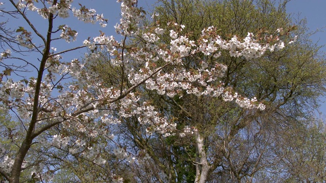 苏格兰乡村树上的花朵在风中摇曳视频素材