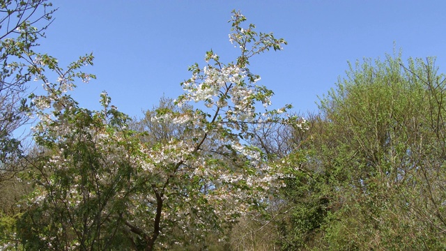 苏格兰乡村树上的花朵在风中摇曳视频素材