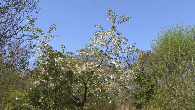 苏格兰乡村树上的花朵在风中摇曳视频素材