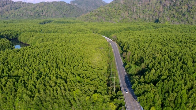 鸟瞰图的当地公路旅行与常青树在萨顿省，泰国视频素材