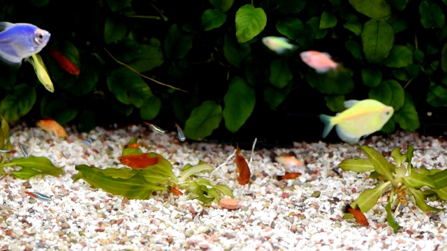 水族馆里各种各样的鱼。视频素材