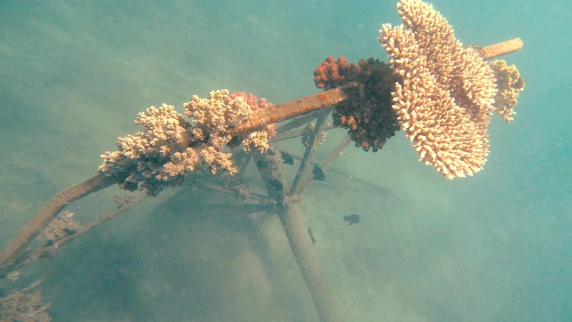 垃圾在海里。海洋污染视频素材