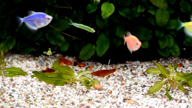 水族馆里各种各样的鱼。视频素材