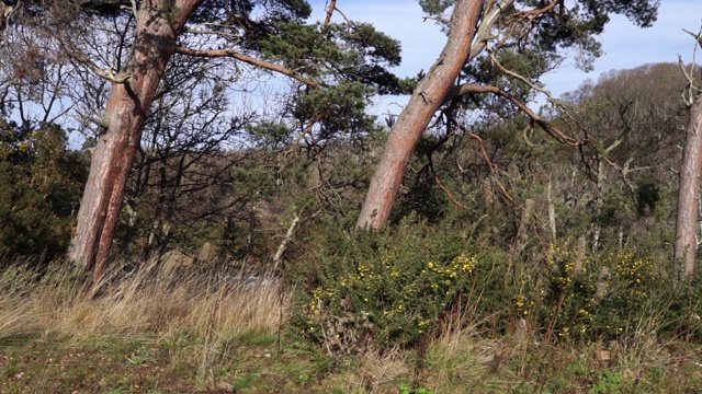 苏格兰松(Pinus sylvestris)苏格兰的国家树种视频素材